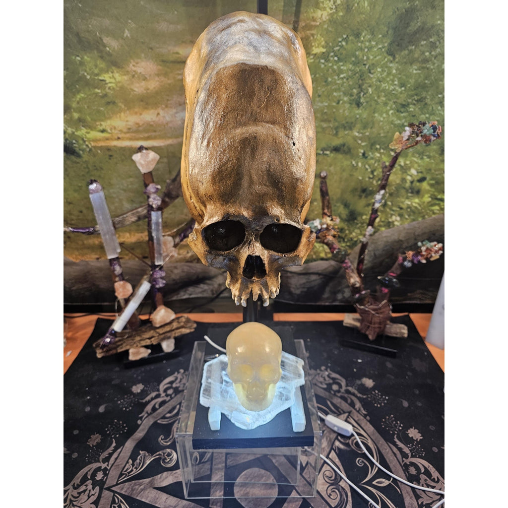 Skull Statement Piece by CrystalCloud Company