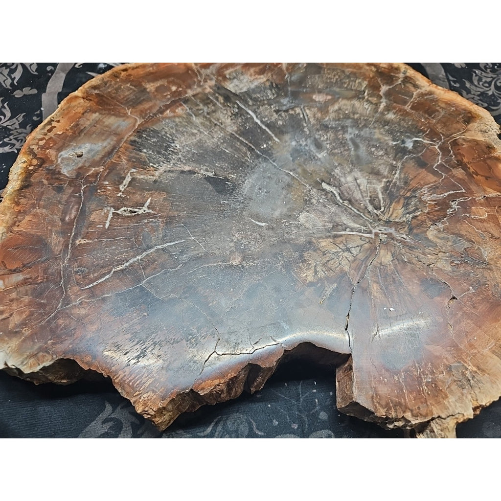 27.3 lb Fossil Wood Quartz Hedgehog Sculpture — Artisan Mineral Statement Piece | CrystalCloud Company by CrystalCloud Company
