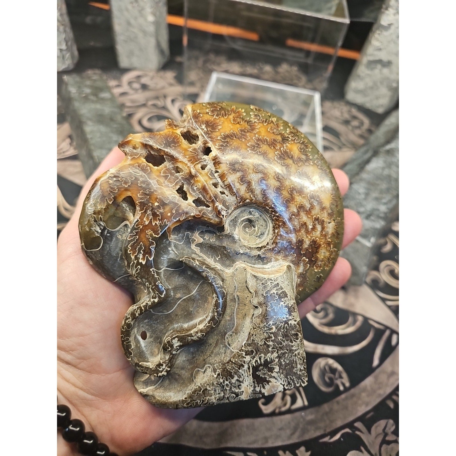 1.32LB Rare! Natural Tentacle Ammonite FossilSpecimen Shell Healing Madagascar by CrystalCloud Company