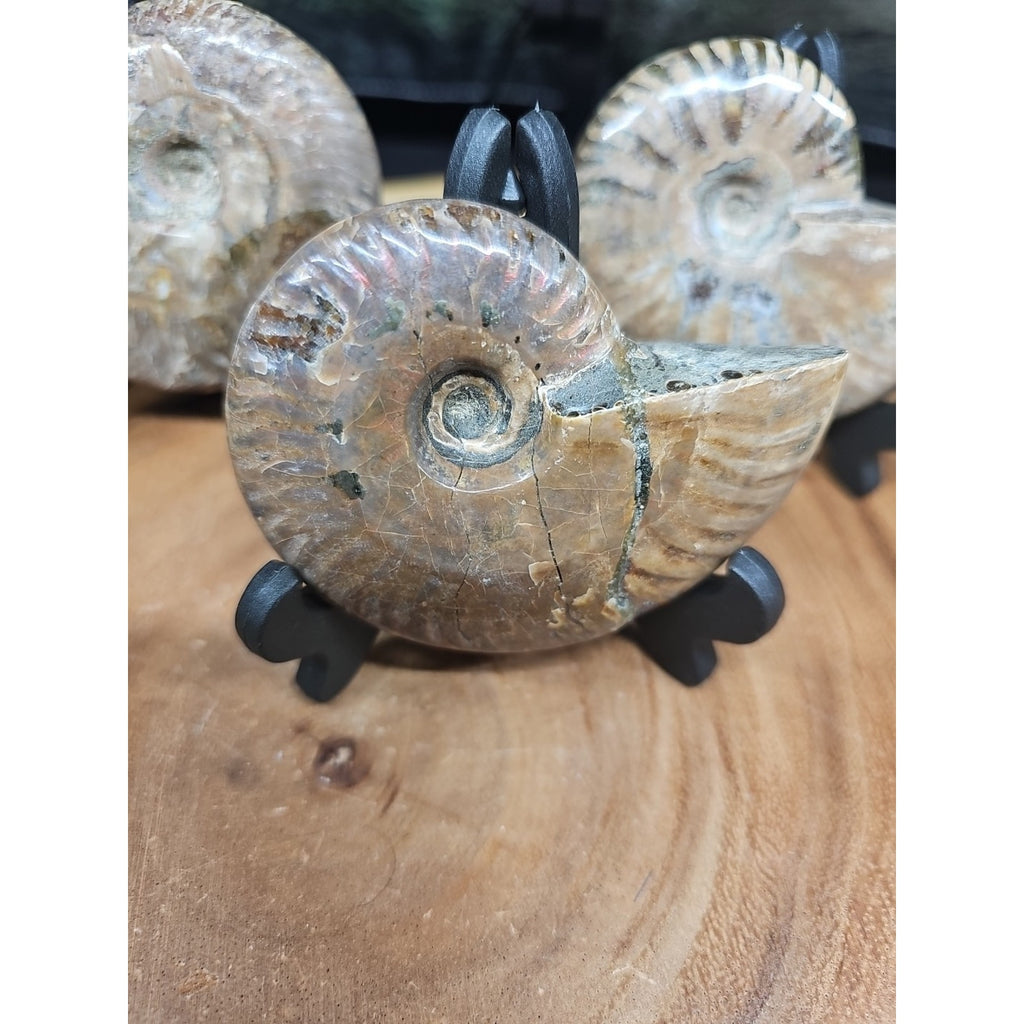 1 Each Ammonite Fossil Polished From Madagascar 145-175 Grams W/stand by CrystalCloud Company
