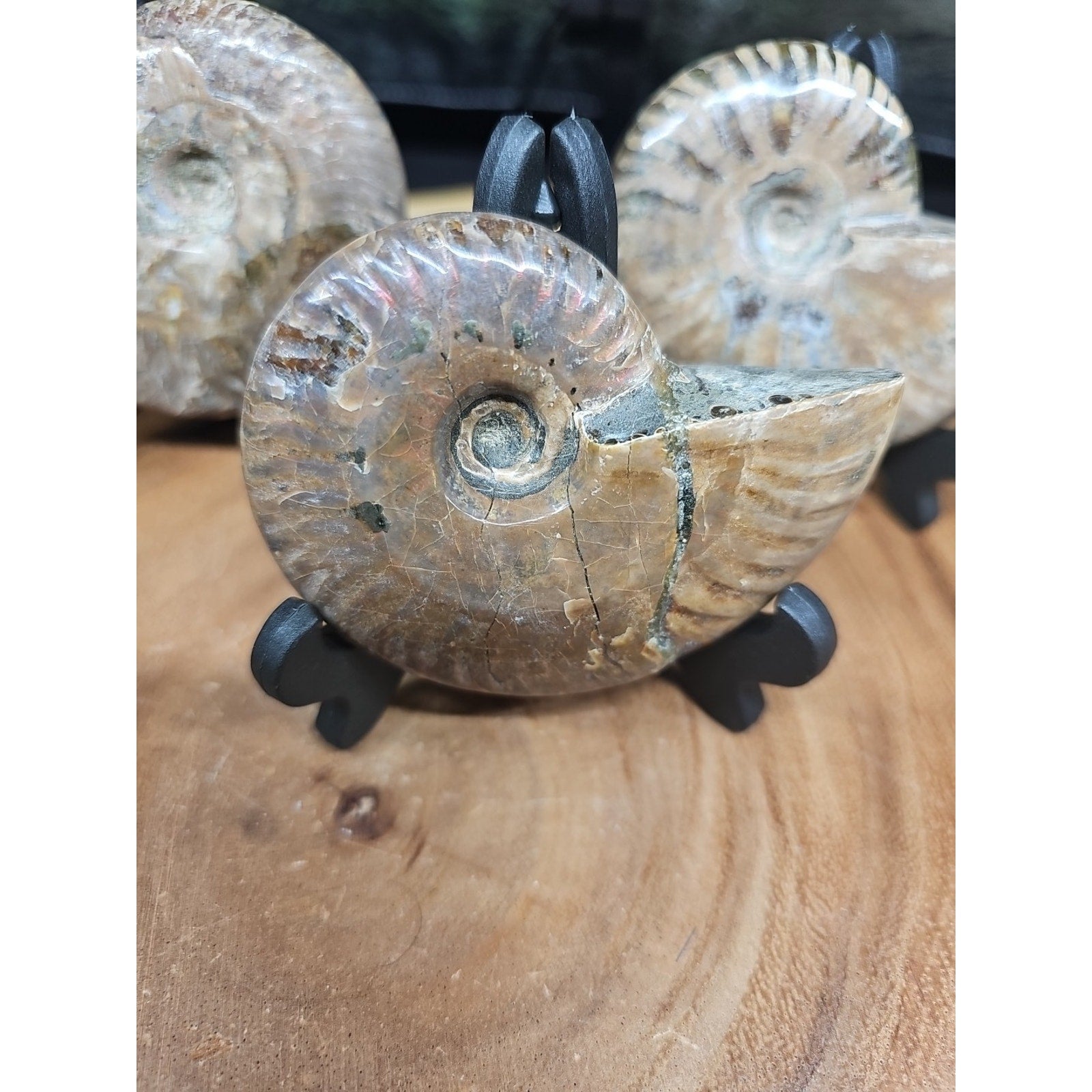 1 Each Ammonite Fossil Polished From Madagascar 145-175 Grams W/stand by CrystalCloud Company