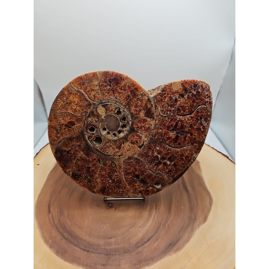 2.36LB Rare! Natural Ammonite Fossil Specimen Shell Madagascar by CrystalCloud Company