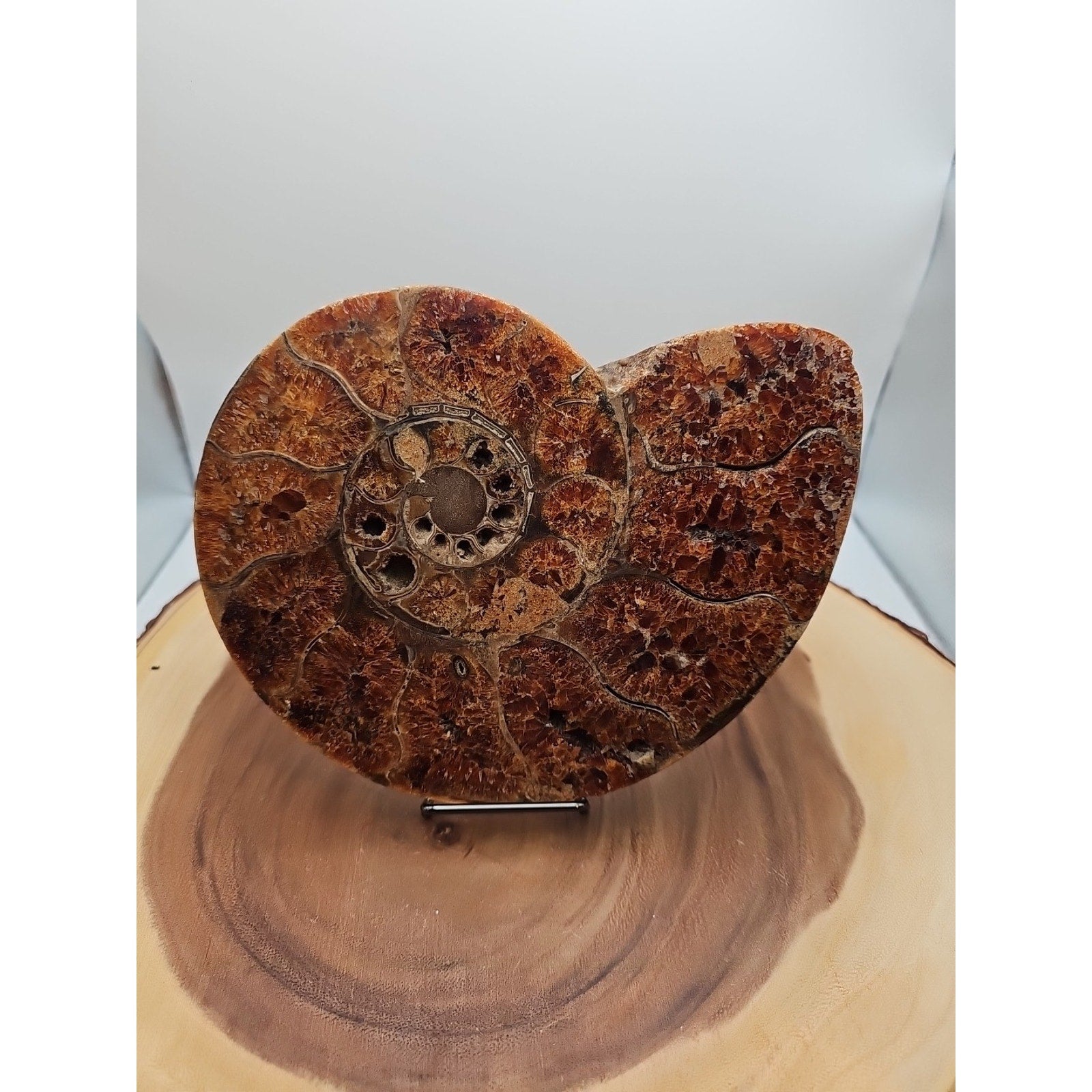 2.36LB Rare! Natural Ammonite Fossil Specimen Shell Madagascar by CrystalCloud Company