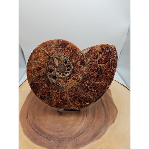 2.36LB Rare! Natural Ammonite Fossil Specimen Shell Madagascar by CrystalCloud Company