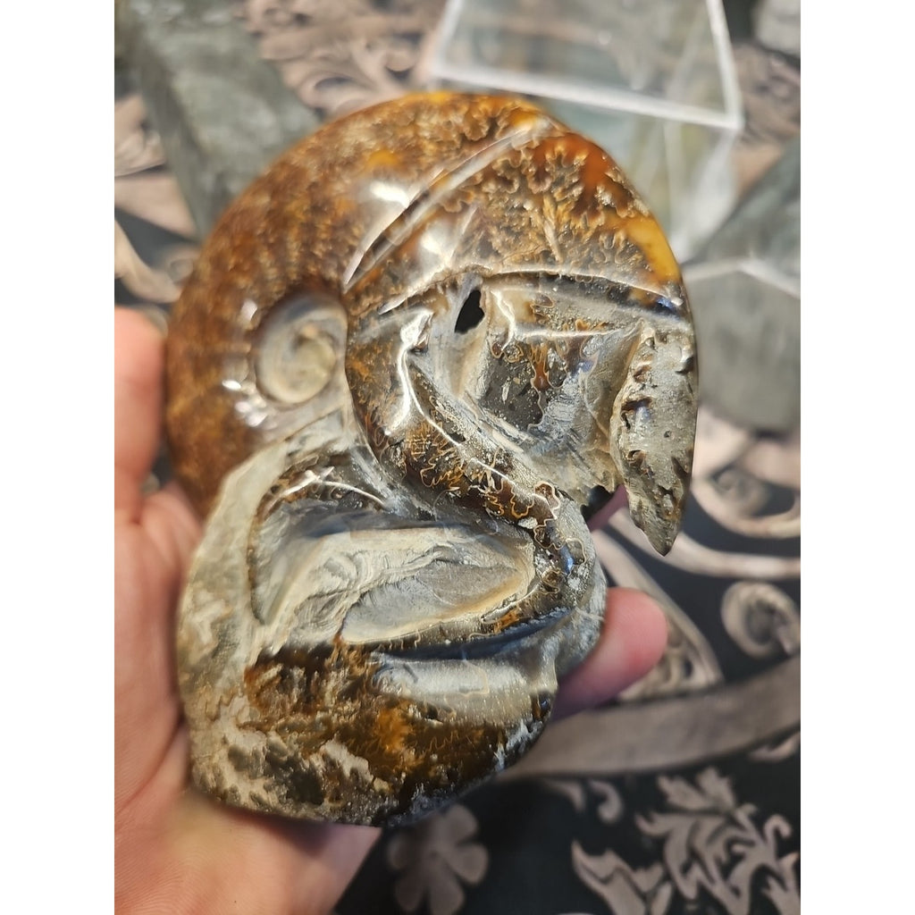 1.26LB Rare! Natural Tentacle Ammonite FossilSpecimen Shell Healing Madagascar by CrystalCloud Company
