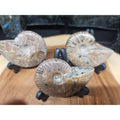 1 Each Ammonite Fossil Polished From Madagascar 145-175 Grams W/stand by CrystalCloud Company