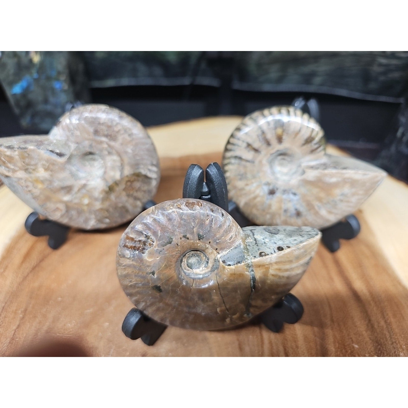 1 Each Ammonite Fossil Polished From Madagascar 145-175 Grams W/stand by CrystalCloud Company