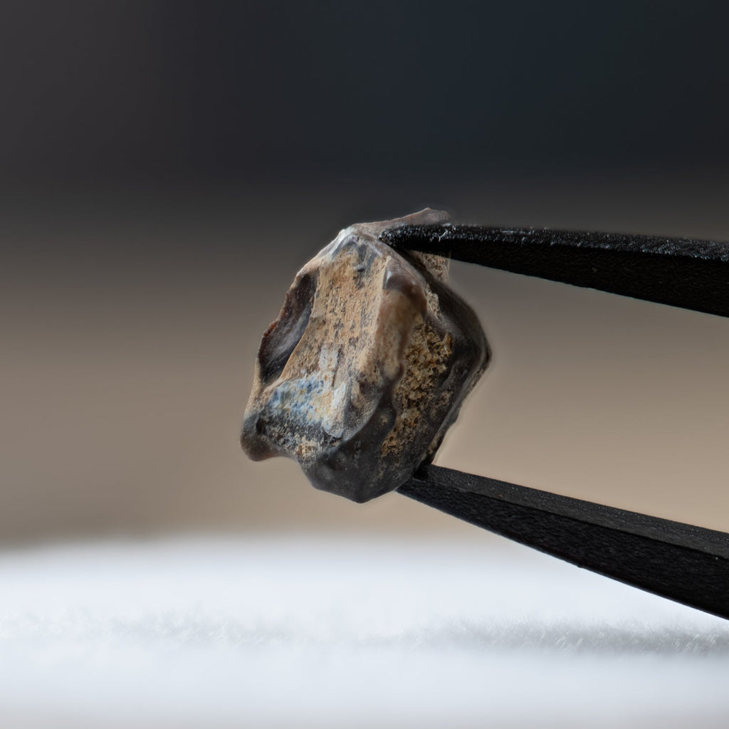 Edmontosaurus Tooth