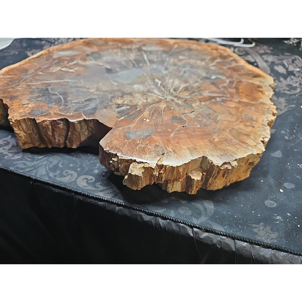 27.3 lb Fossil Wood Quartz Hedgehog Sculpture — Artisan Mineral Statement Piece | CrystalCloud Company by CrystalCloud Company