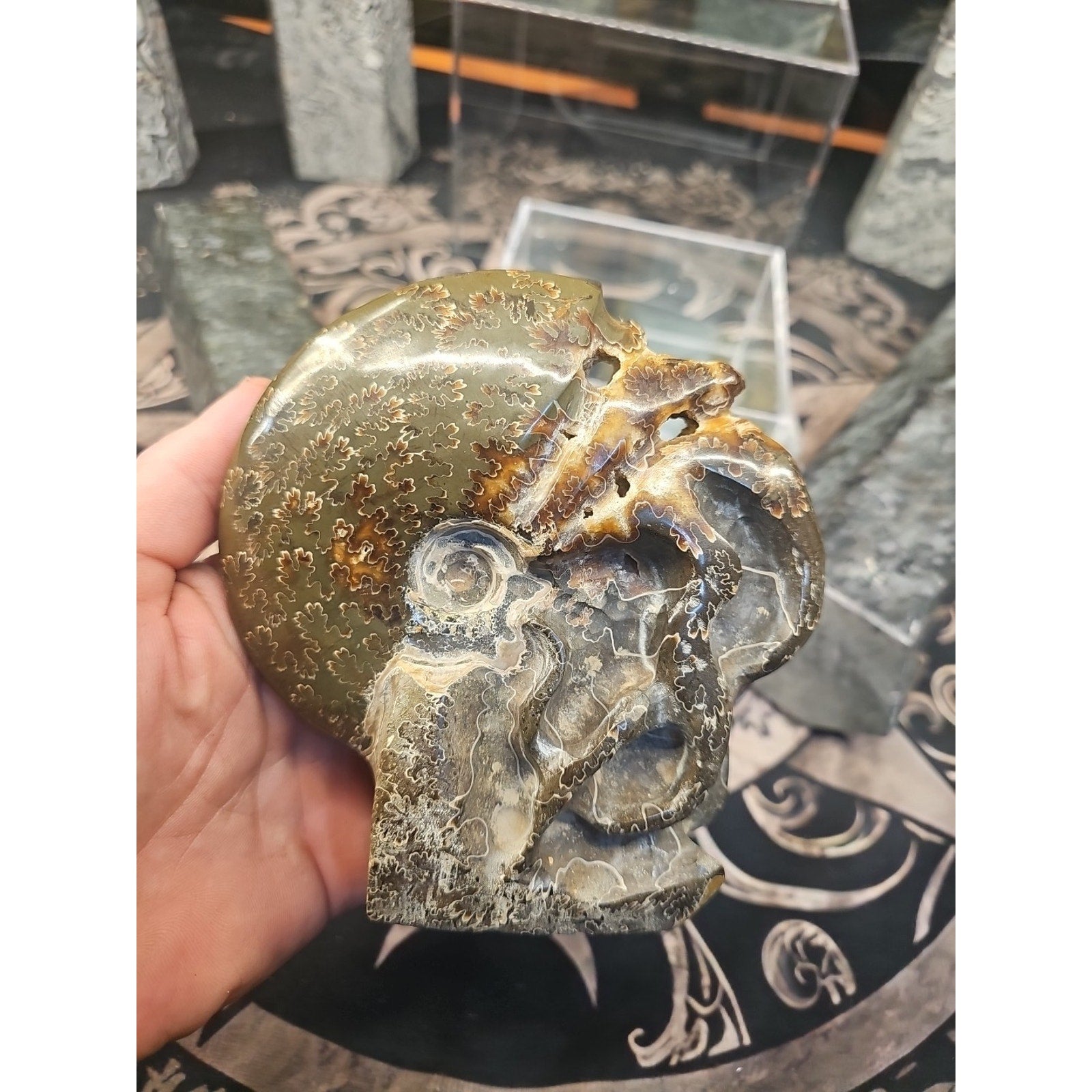 1.32LB Rare! Natural Tentacle Ammonite FossilSpecimen Shell Healing Madagascar by CrystalCloud Company