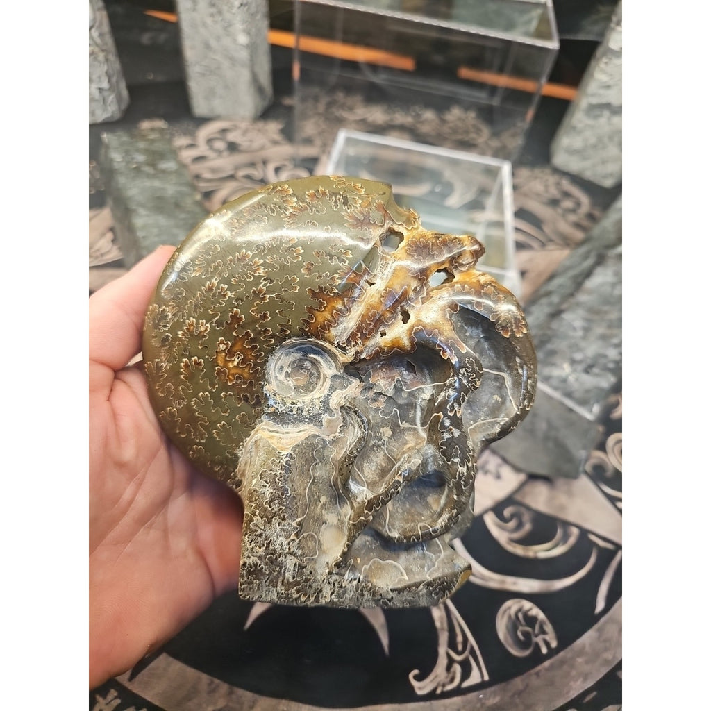 Natural Tentacle Ammonite Fossil Madagascar by CrystalCloud Company
