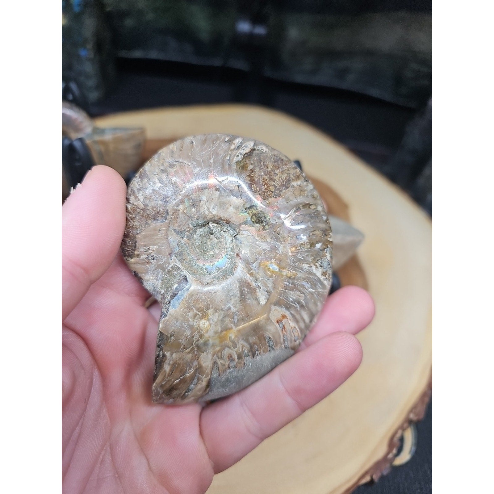 1 Each Ammonite Fossil Polished From Madagascar 145-175 Grams W/stand by CrystalCloud Company