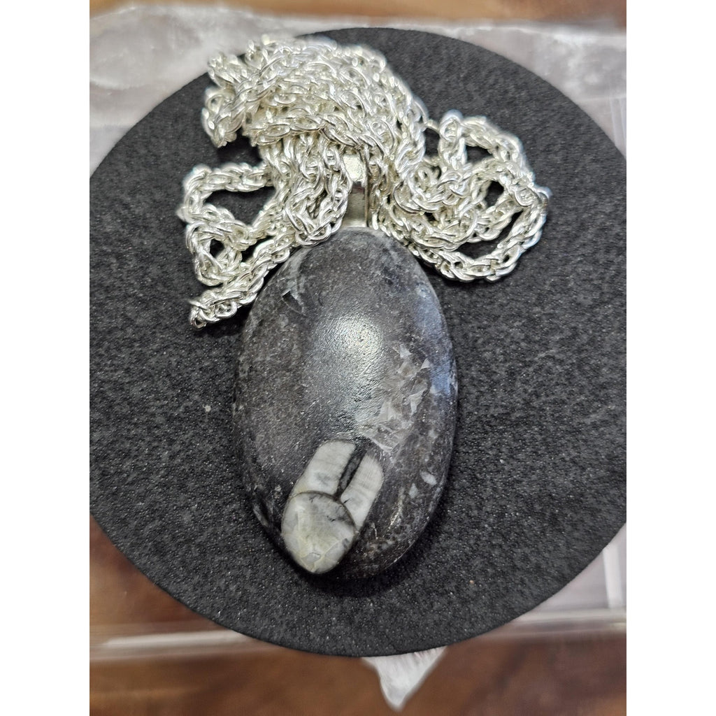 Orthoceras fossil pendant w/925 silver by CrystalCloud Company