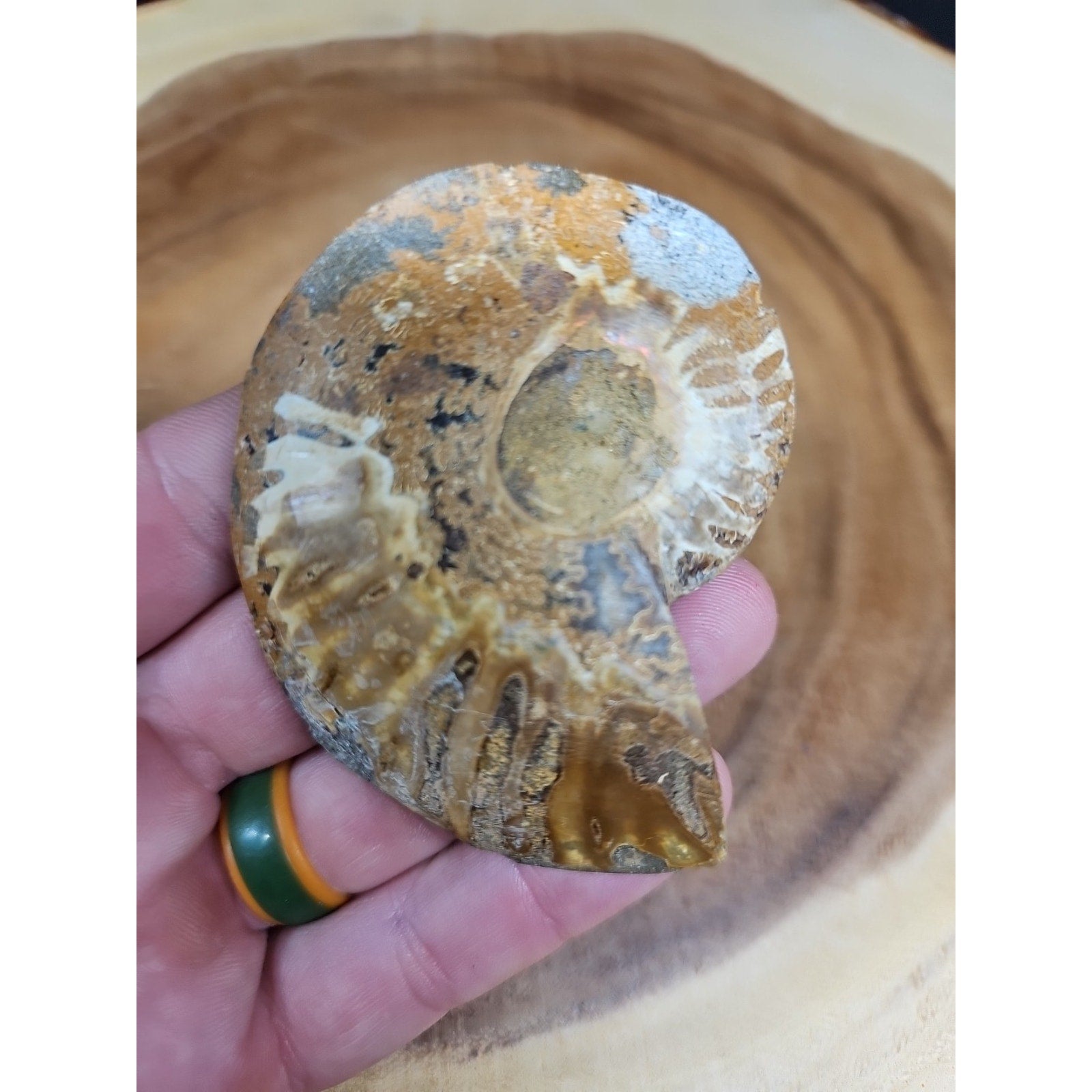 Ammonite Fossil Small 52g by CrystalCloud Company