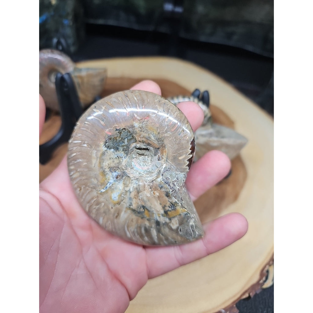 1 Each Ammonite Fossil Polished From Madagascar 145-175 Grams W/stand by CrystalCloud Company