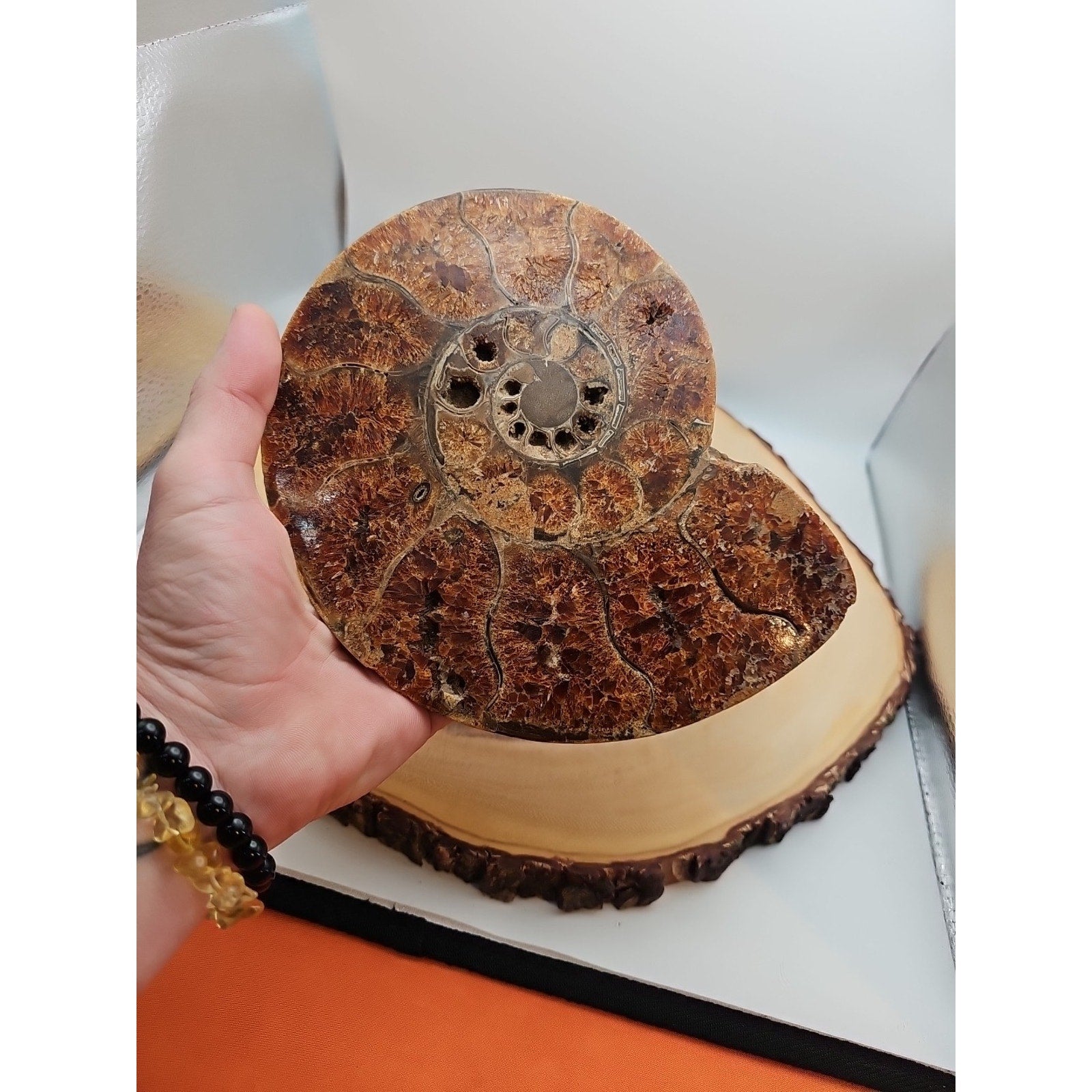 2.36LB Rare! Natural Ammonite Fossil Specimen Shell Madagascar by CrystalCloud Company
