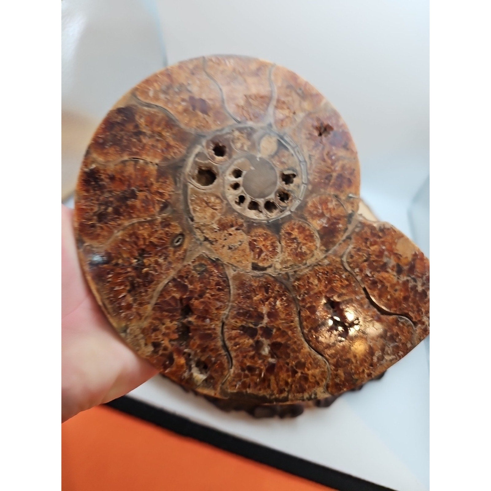 2.36LB Rare! Natural Ammonite Fossil Specimen Shell Madagascar by CrystalCloud Company
