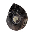 Ammonite & Orthoceras Fossil Dish in Black Seabed