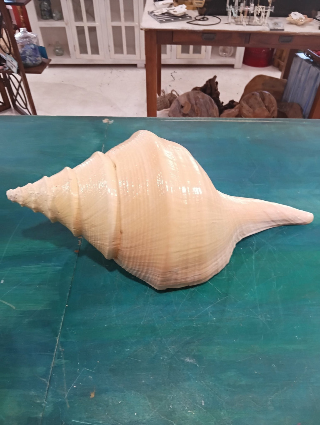 Syrinx aruanus- Australian Trumpet Shell – Rare Large Natural Display Seashell