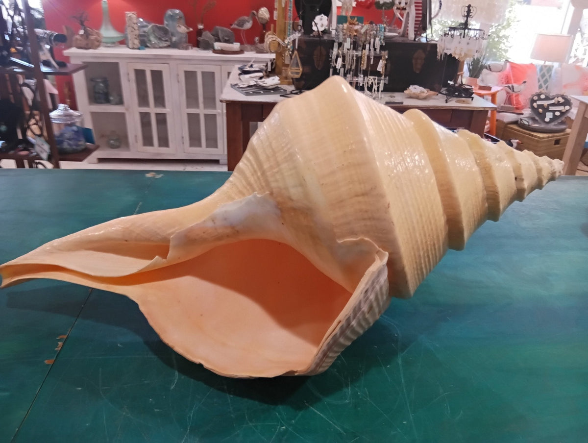 Syrinx aruanus- Australian Trumpet Shell – Rare Large Natural Display Seashell