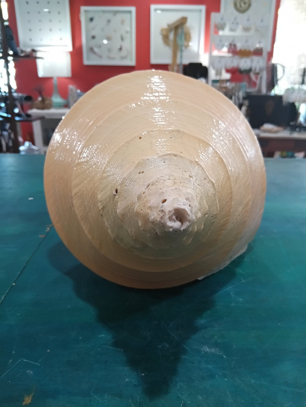 Syrinx aruanus- Australian Trumpet Shell – Rare Large Natural Display Seashell