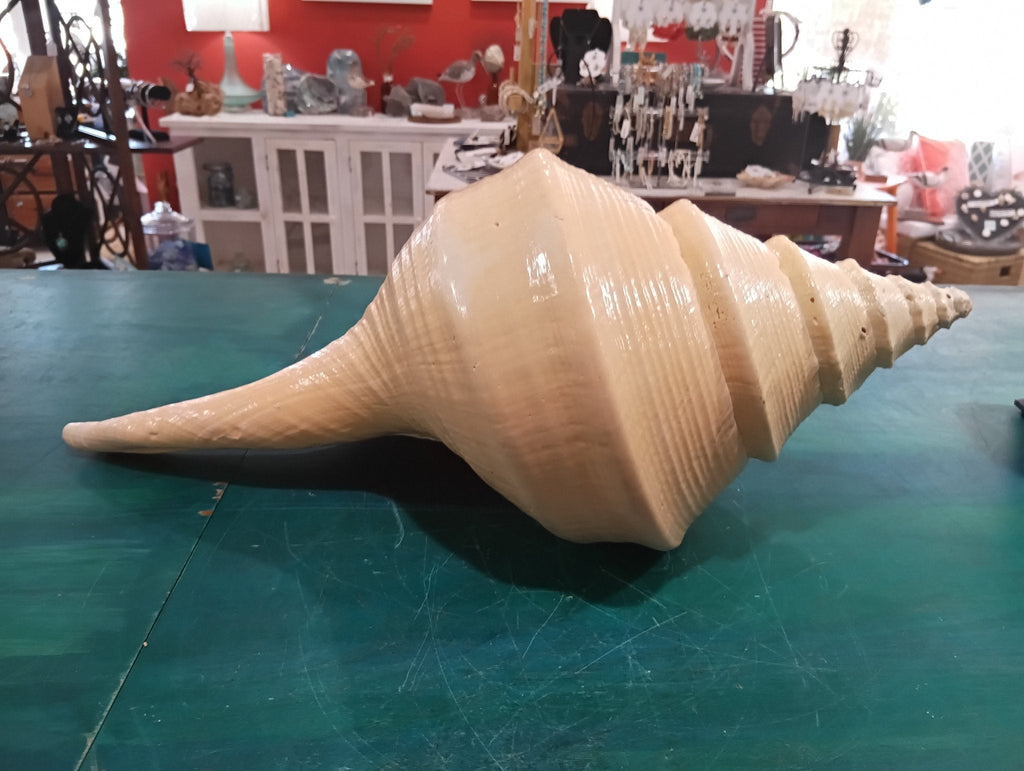 Syrinx aruanus- Australian Trumpet Shell – Rare Large Natural Display Seashell