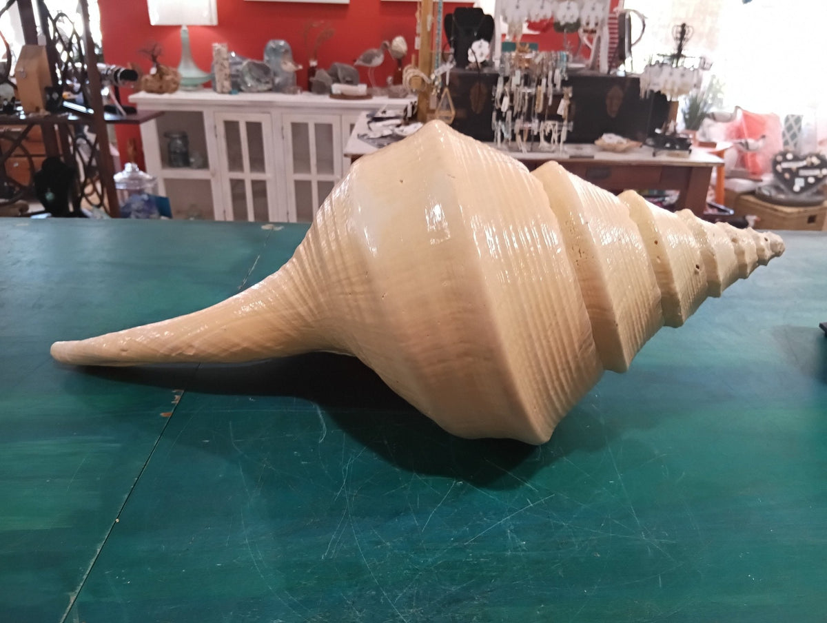 Syrinx aruanus- Australian Trumpet Shell – Rare Large Natural Display Seashell
