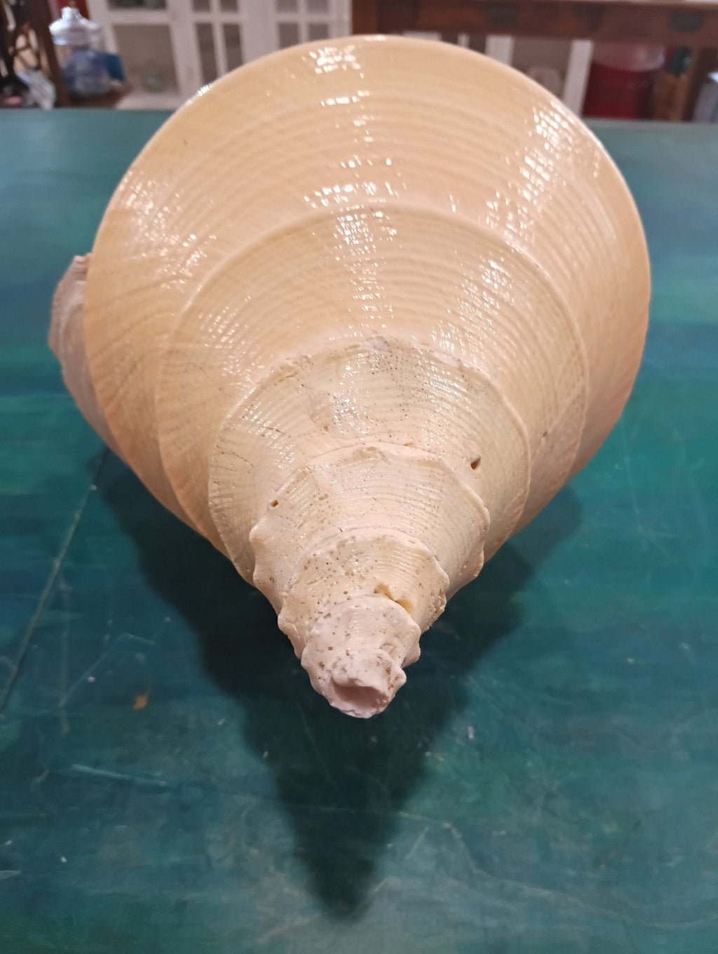 Syrinx aruanus- Australian Trumpet Shell – Rare Large Natural Display Seashell