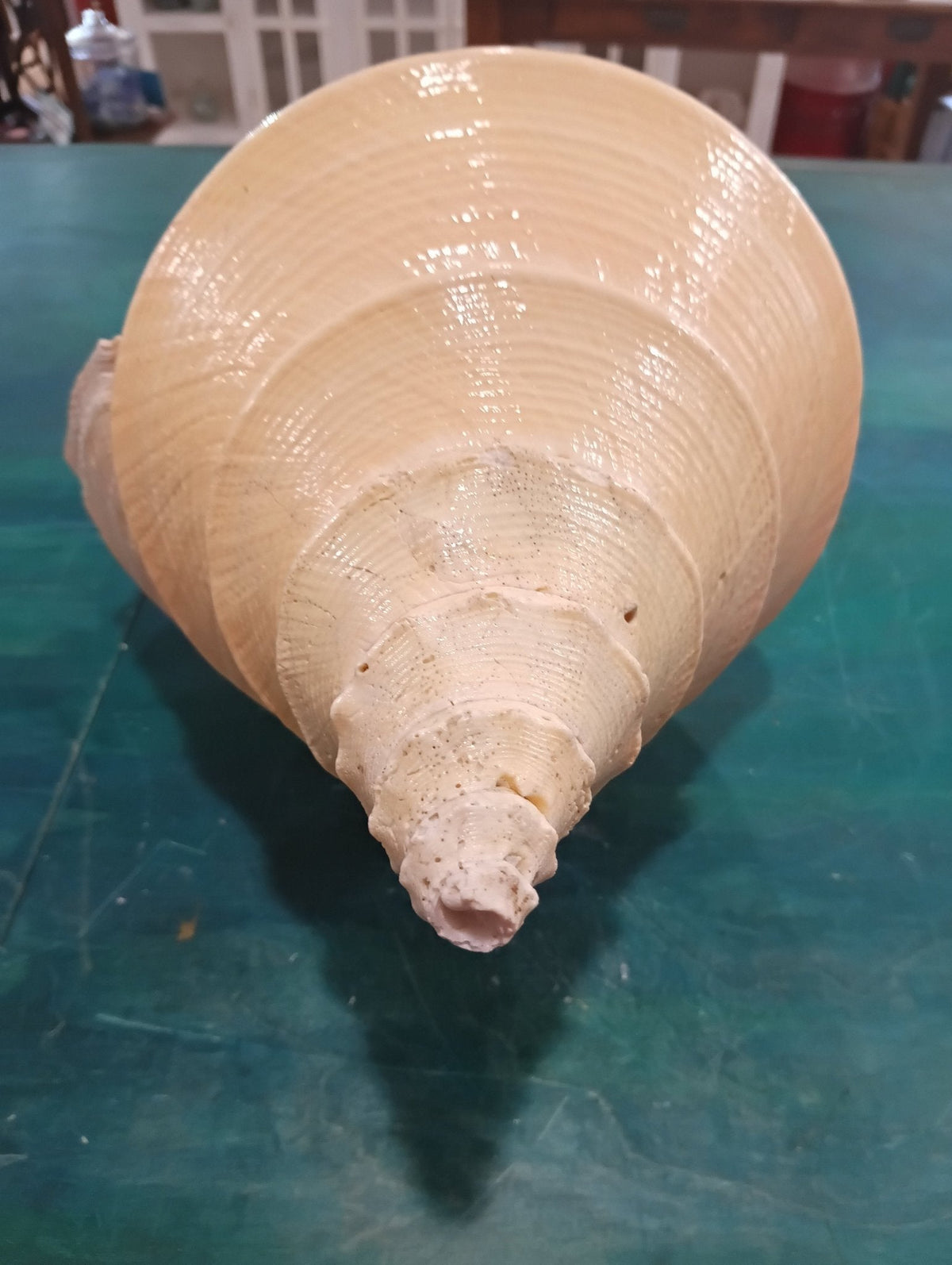 Syrinx aruanus- Australian Trumpet Shell – Rare Large Natural Display Seashell