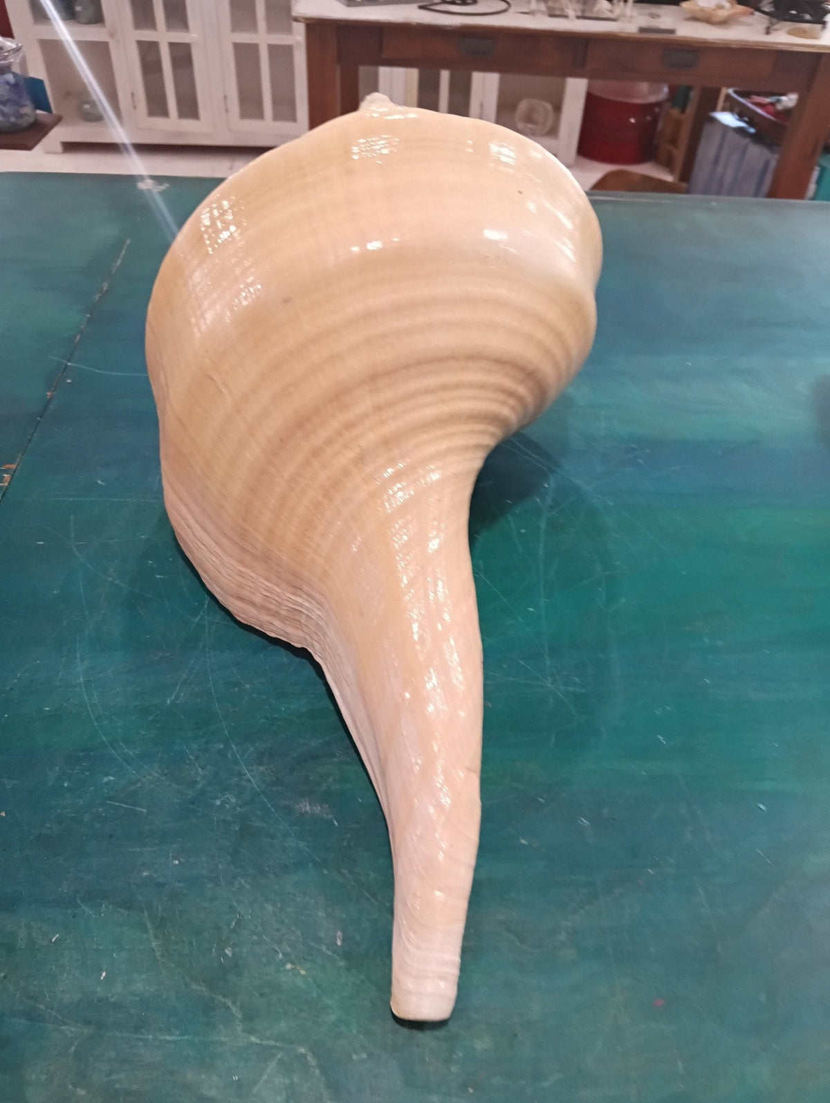 Syrinx aruanus- Australian Trumpet Shell – Rare Large Natural Display Seashell