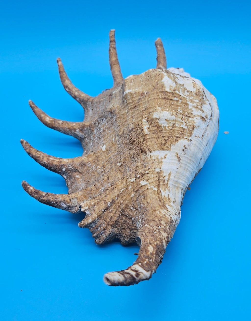 Large Perio Lambis Truncata Display Shell – Premium Coastal Home Decor Specimen (Lambis truncata)