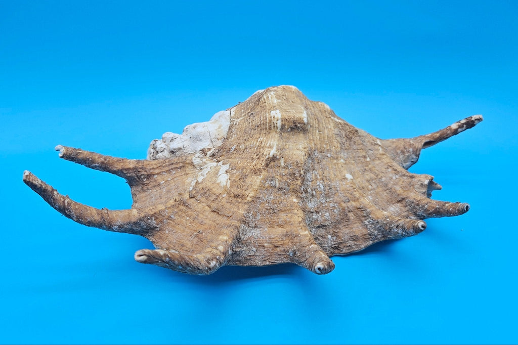 Large Perio Lambis Truncata Display Shell – Premium Coastal Home Decor Specimen (Lambis truncata)