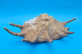 Large Perio Lambis Truncata Display Shell – Premium Coastal Home Decor Specimen (Lambis truncata)