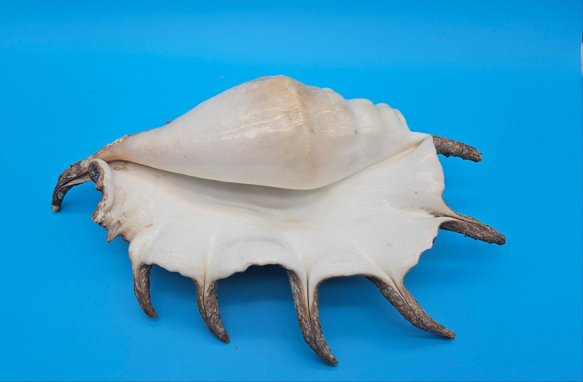 Large Perio Lambis Truncata Display Shell – Premium Coastal Home Decor Specimen (Lambis truncata)