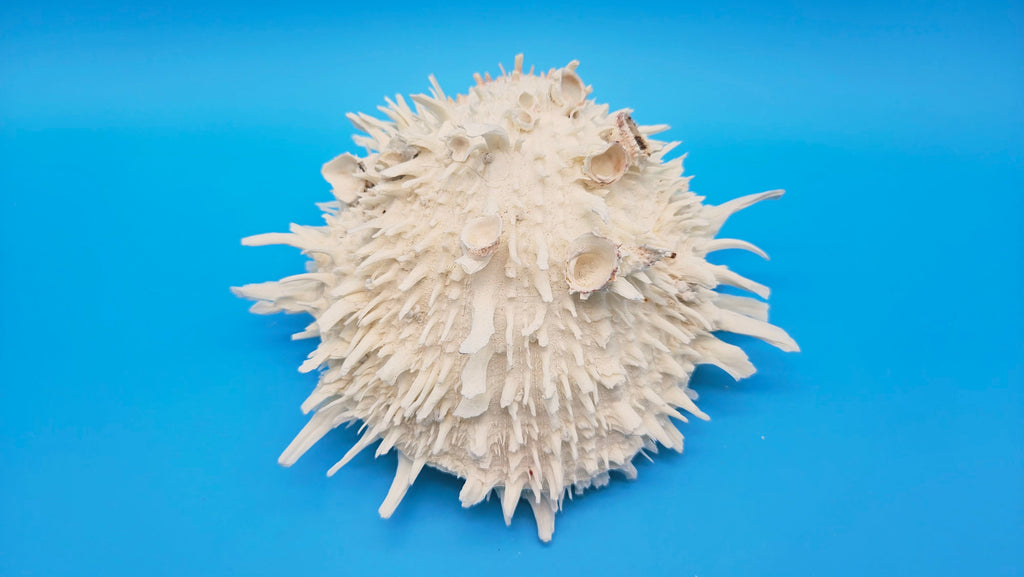 Large White Thorny Oyster Specimen (Spondylus species) - 7" x 7"