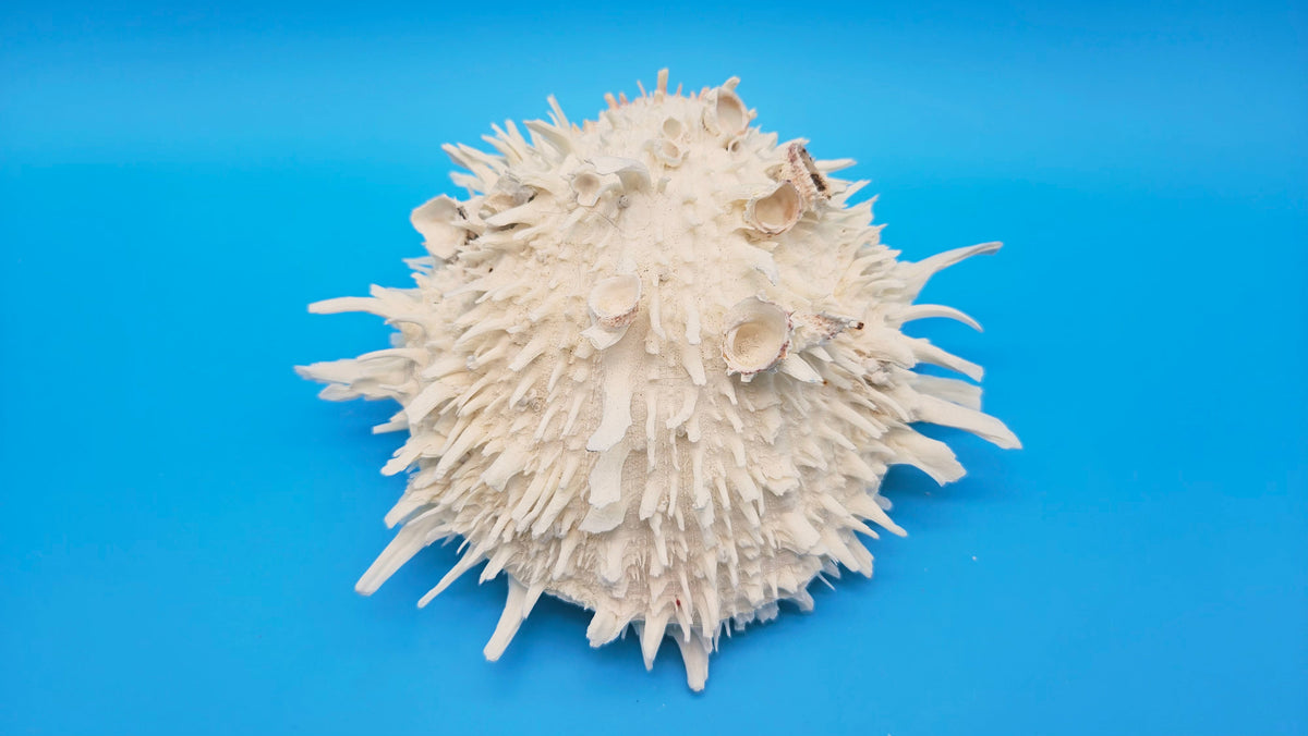 Large White Thorny Oyster Specimen (Spondylus species) - 7" x 7"