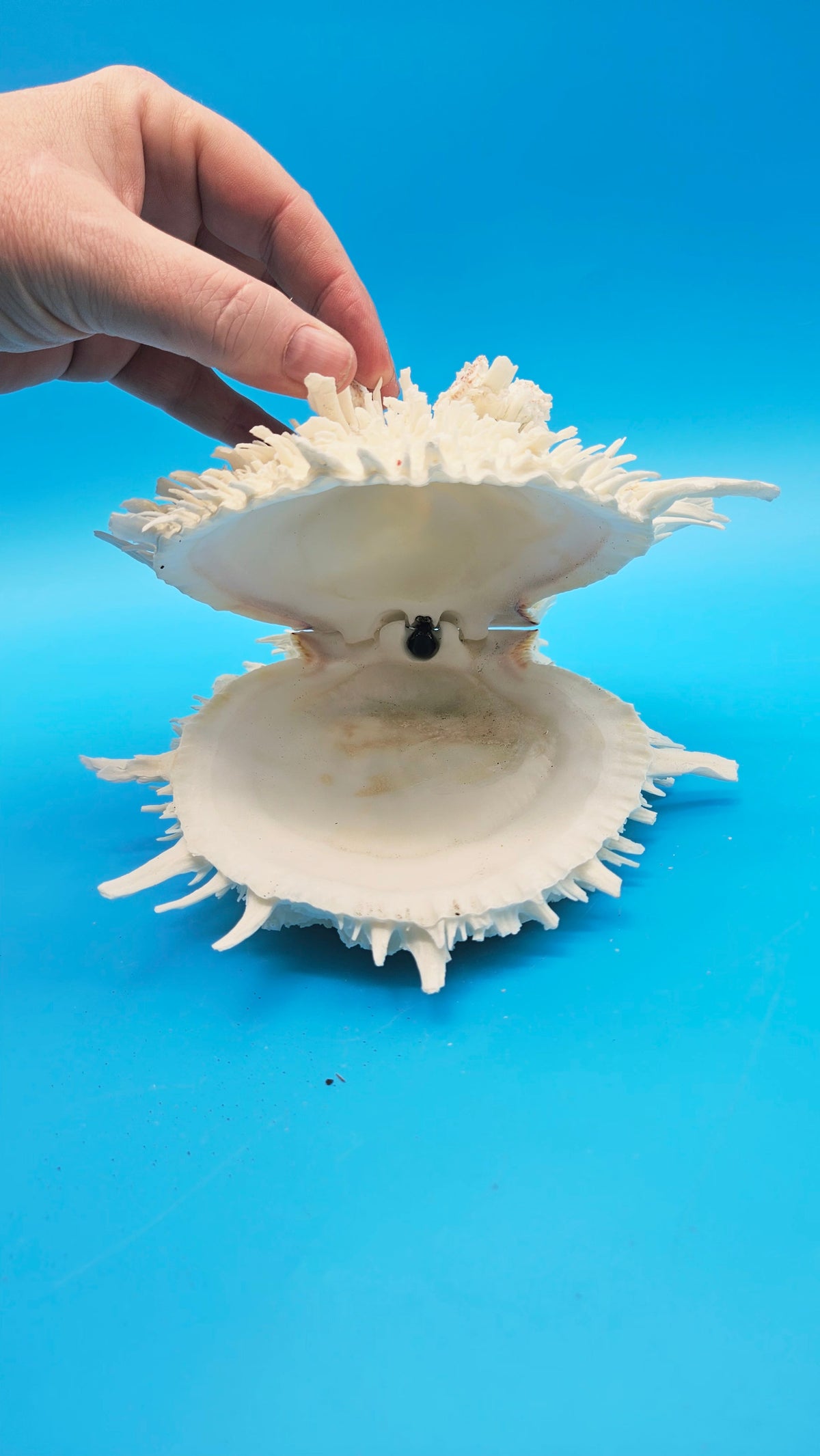 Large White Thorny Oyster Specimen (Spondylus species) - 7" x 7"