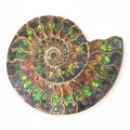 Ammonite Fossil Half Inlaid With Ammolite