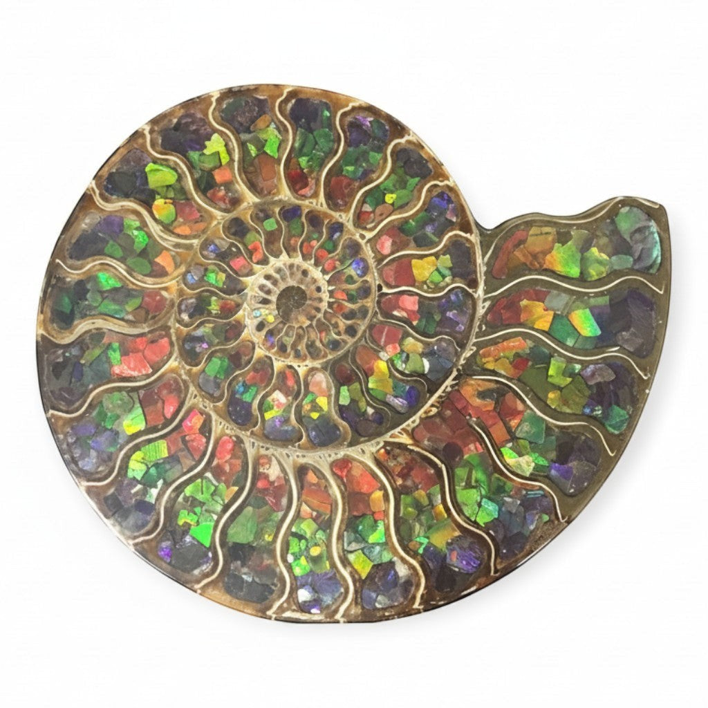 Ammonite Fossil Half Inlaid With Ammolite