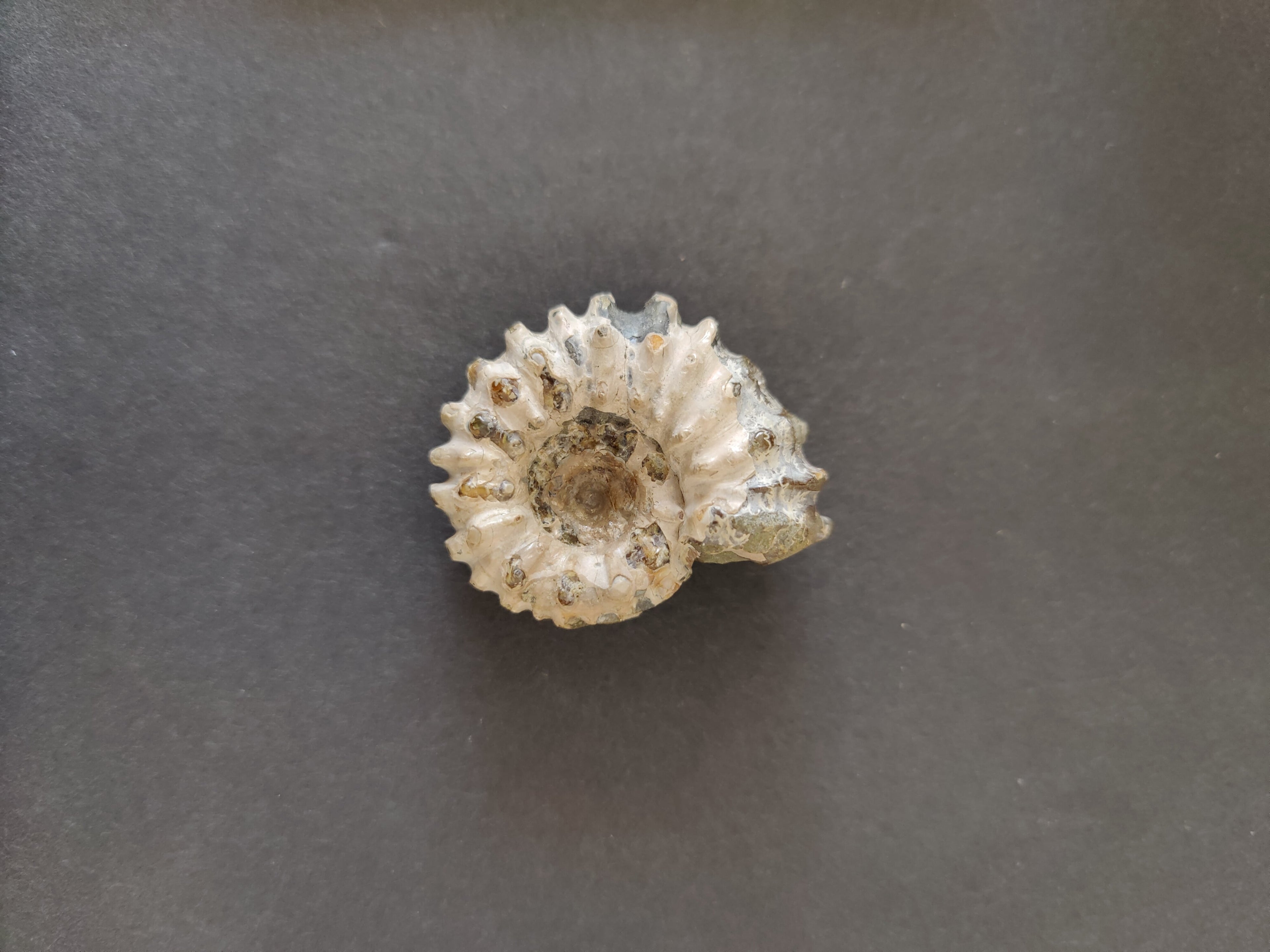 Polished Ammonite Fossil, Early Cretaceous, Madagascar by Rare Earth Gallery