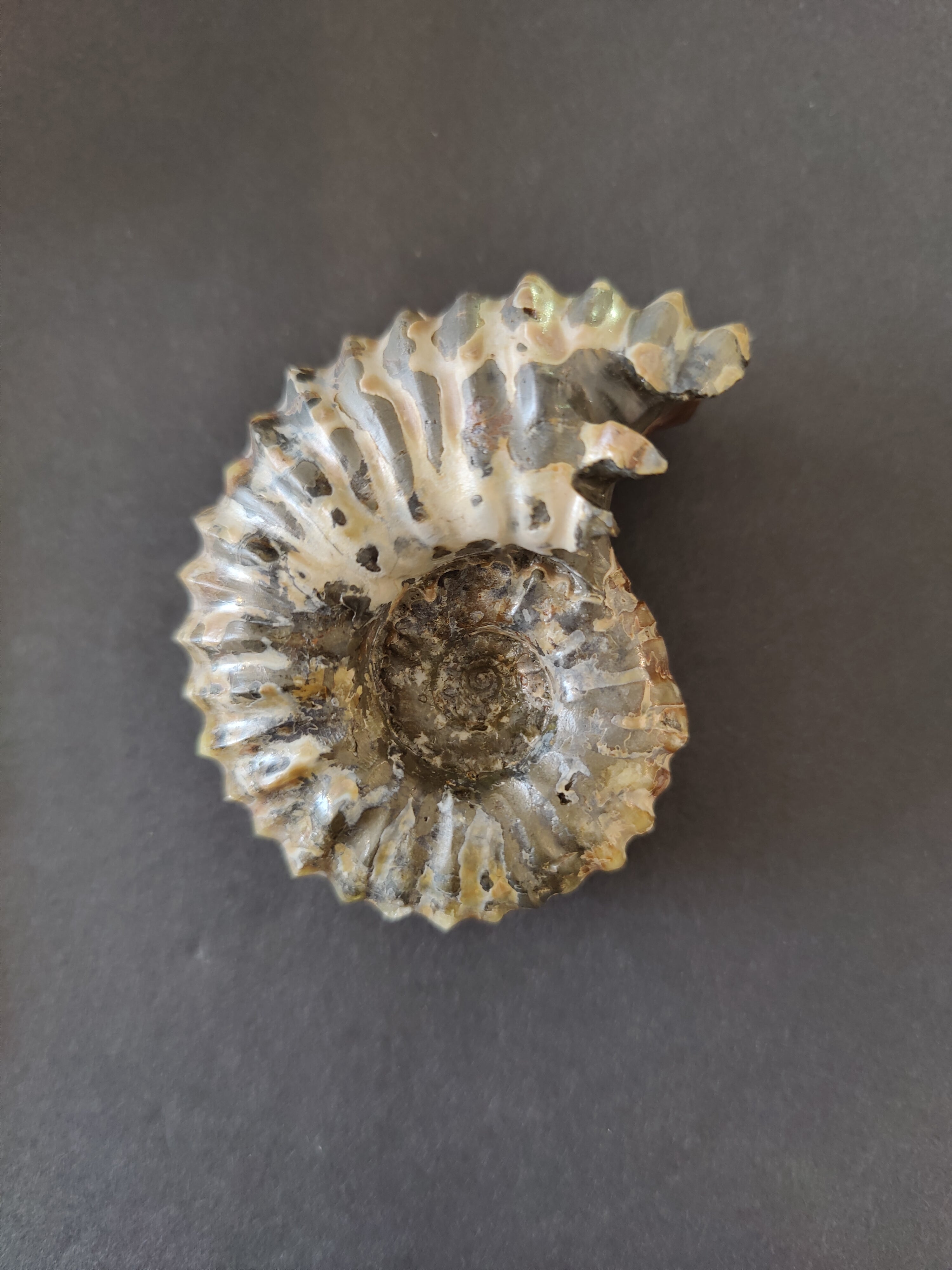 Polished Ammonite Fossil, Early Cretaceous, Madagascar by Rare Earth Gallery