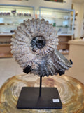 Ammonite Fossils with Display Stand, Early Cretaceous, Madagascar by Rare Earth Gallery