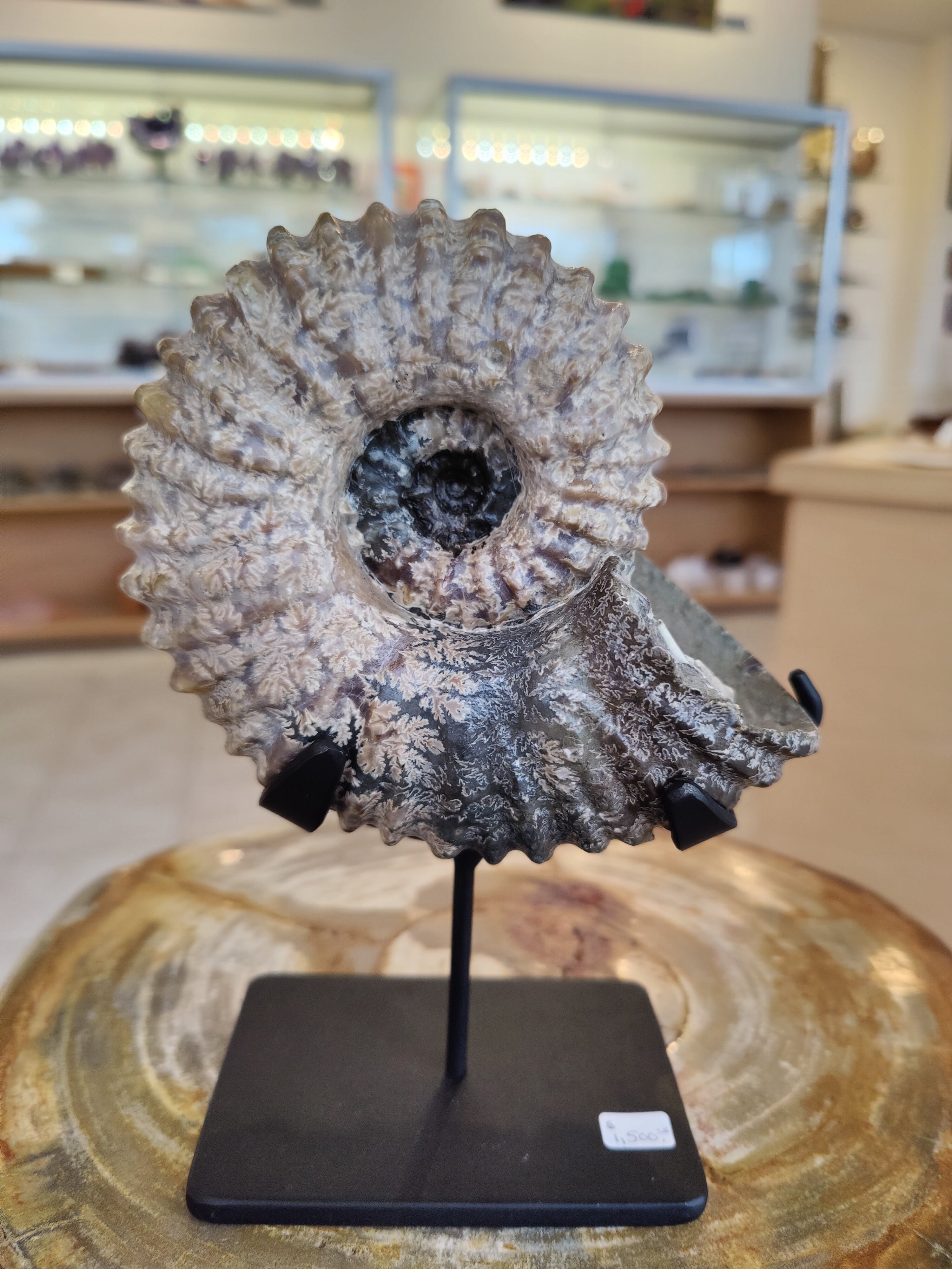 Ammonite Fossils with Display Stand, Early Cretaceous, Madagascar by Rare Earth Gallery