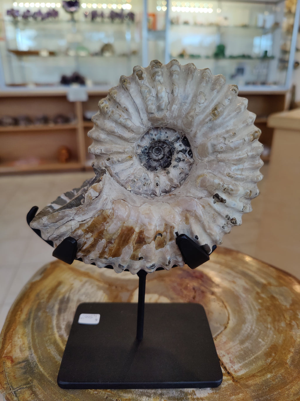 Ammonite Fossils with Display Stand, Early Cretaceous, Madagascar by Rare Earth Gallery