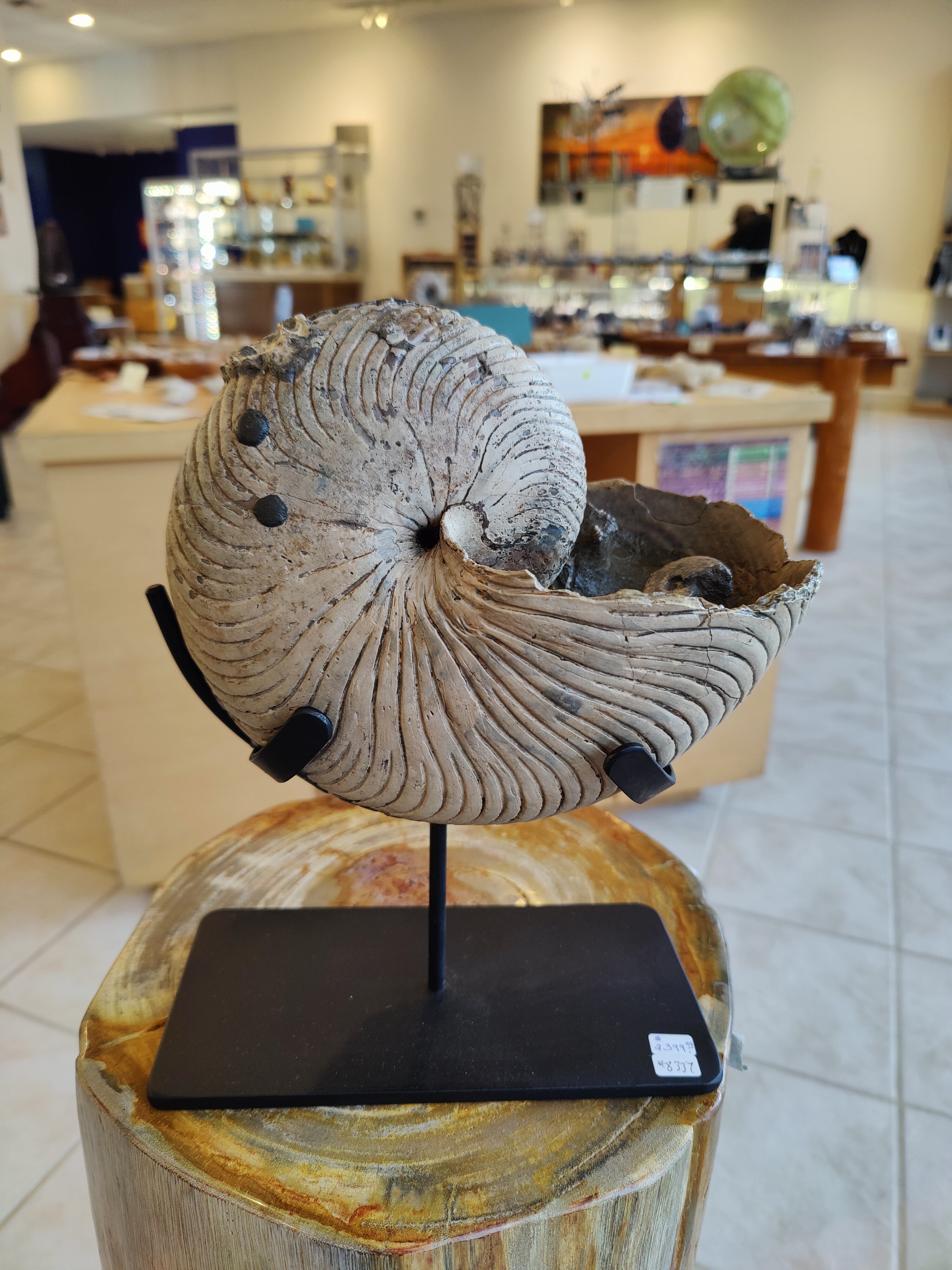 Nautiloid Fossil with Display Stand, Early Cretaceous, Madagascar by Rare Earth Gallery