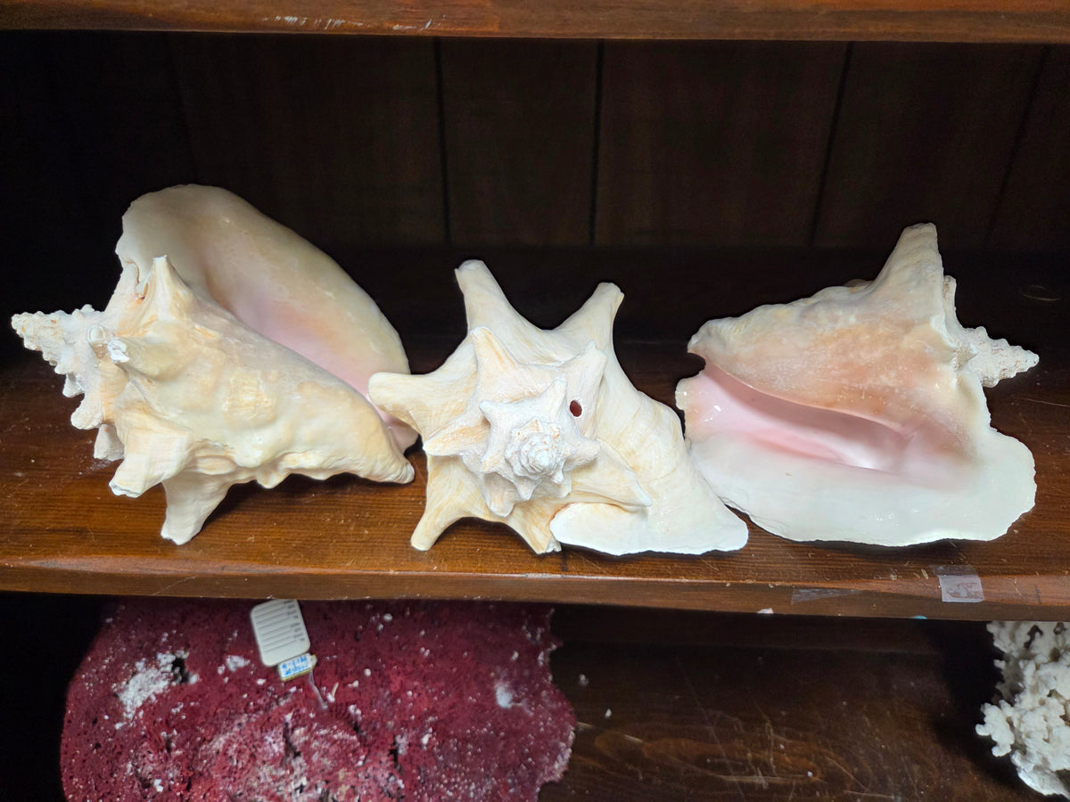 Pink Queen Conch Display Shell- Not Pierced (Strombus gigas)