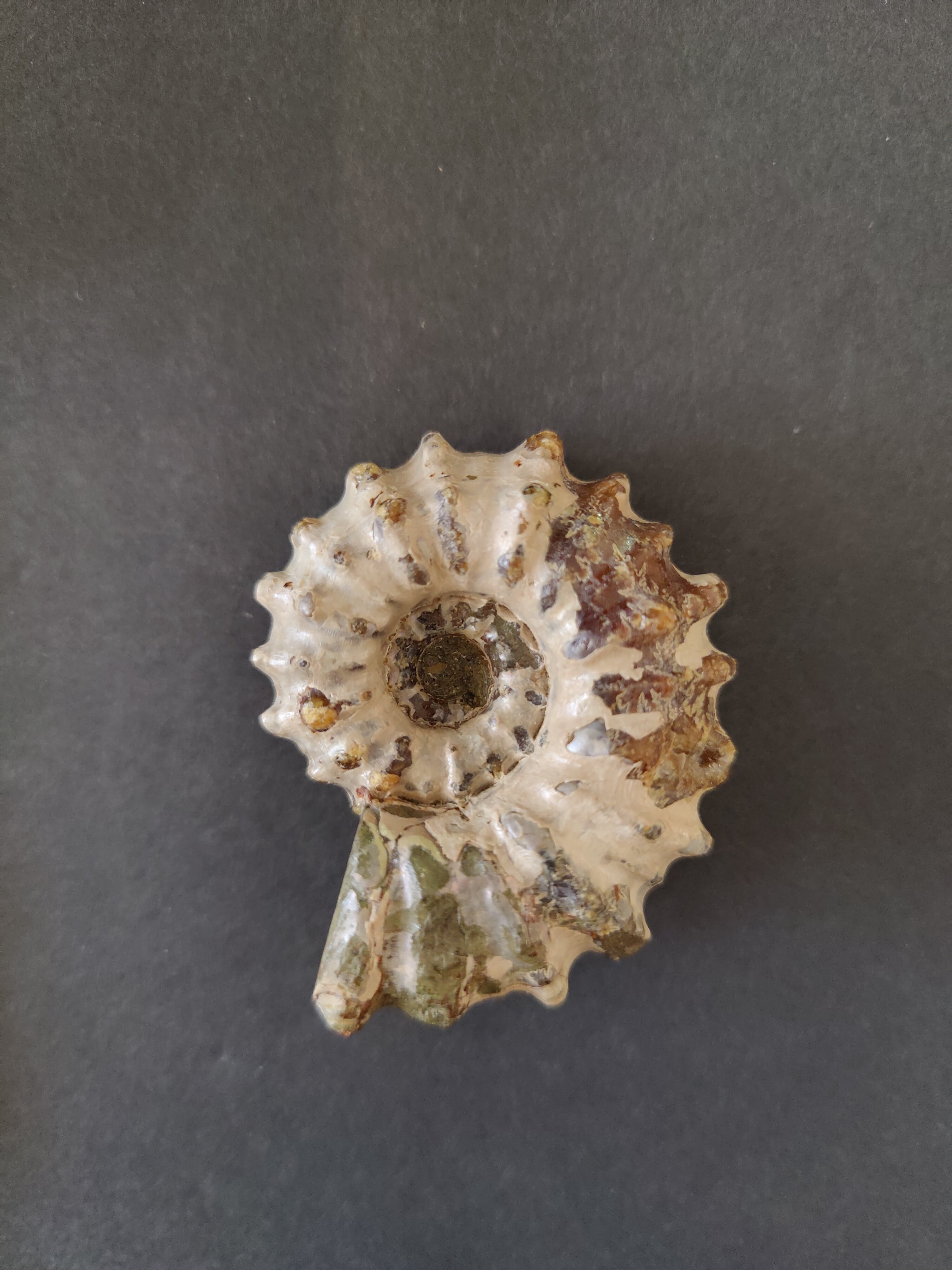 Polished Ammonite Fossil, Early Cretaceous, Madagascar by Rare Earth Gallery