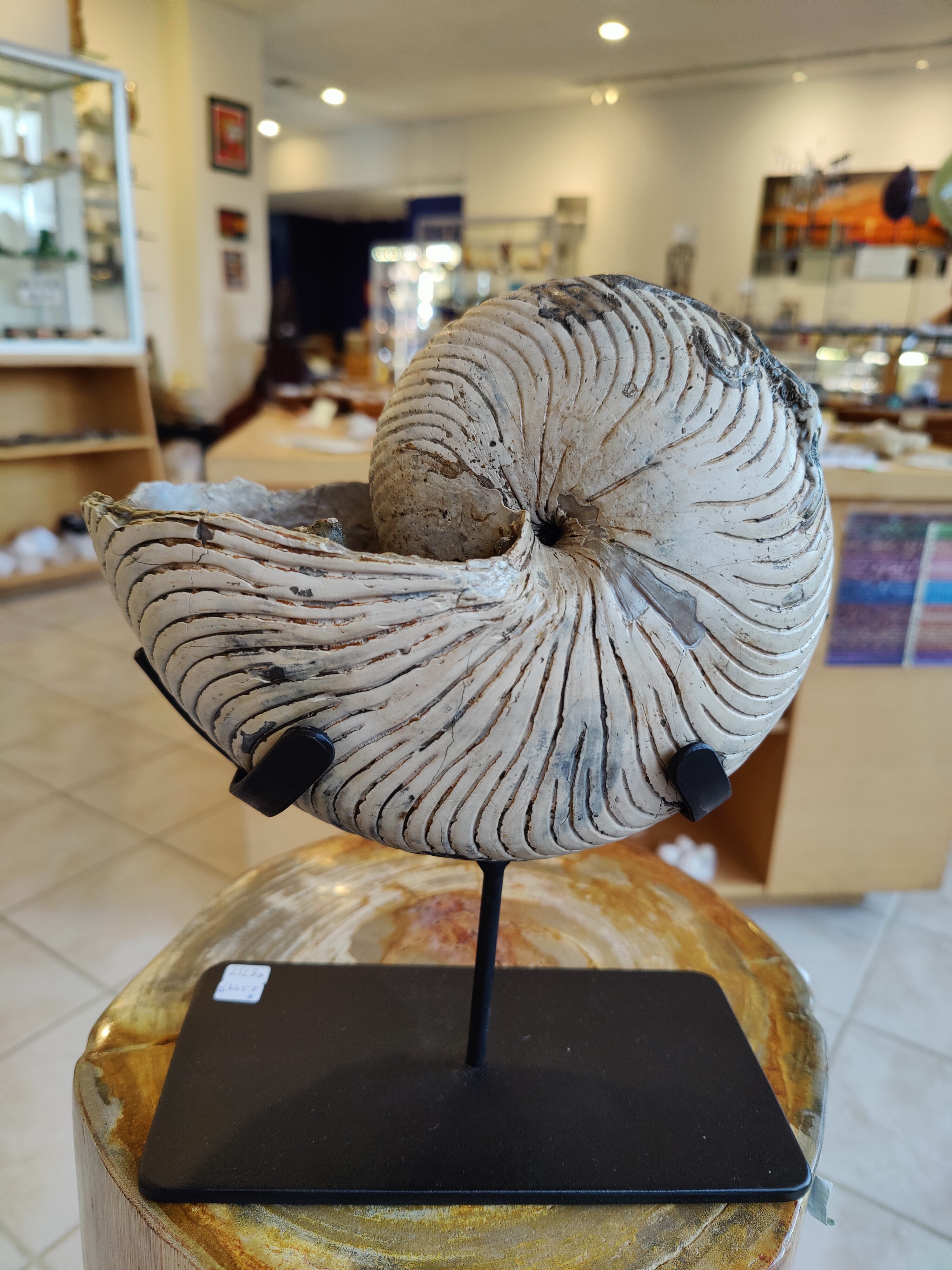 Nautiloid Fossil with Display Stand, Early Cretaceous, Madagascar by Rare Earth Gallery