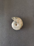 Polished Ammonite Fossil, Early Cretaceous, Madagascar by Rare Earth Gallery