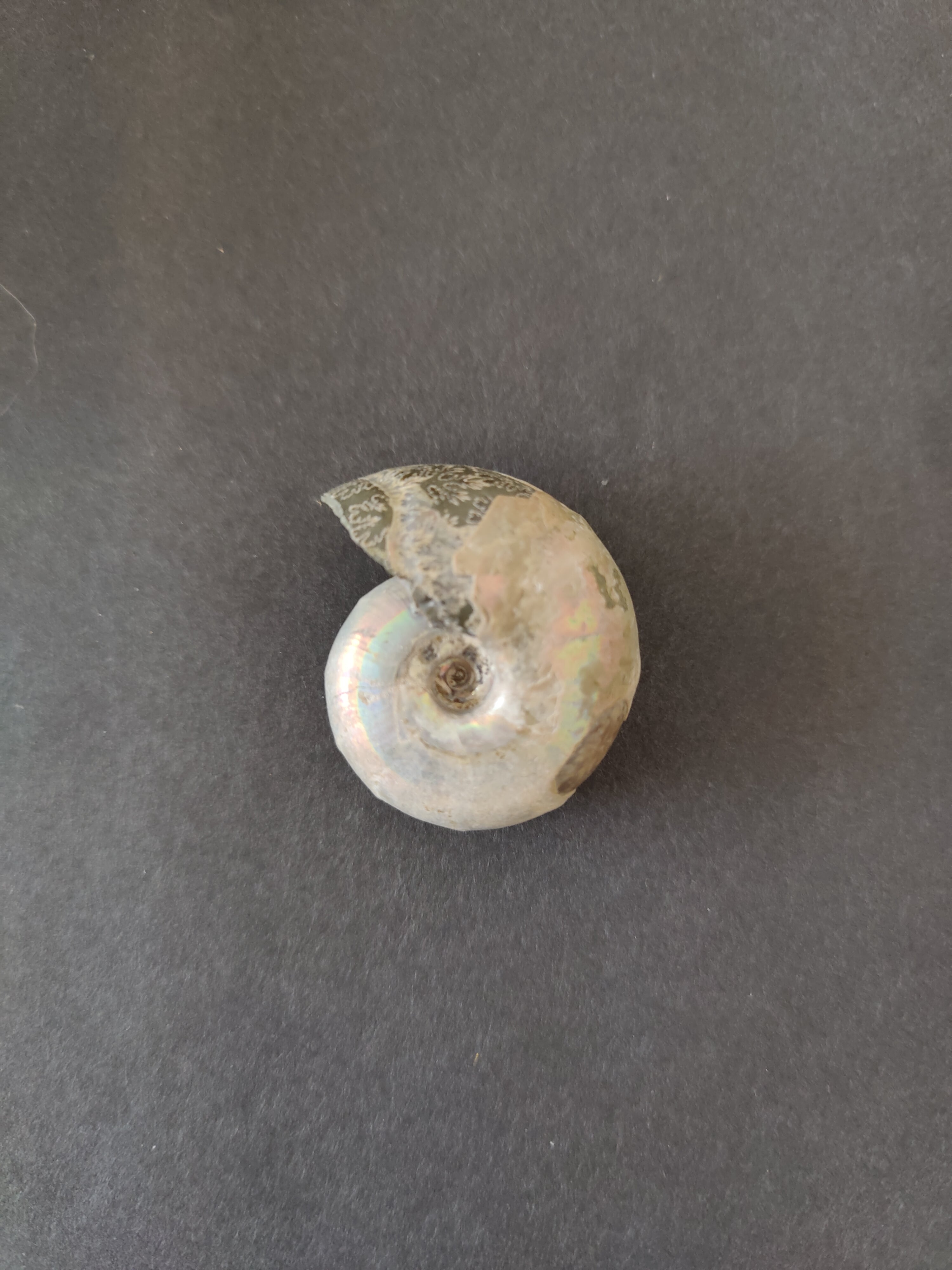 Polished Ammonite Fossil, Early Cretaceous, Madagascar by Rare Earth Gallery